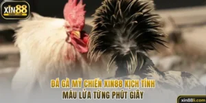 Đá gà Mỹ chiến