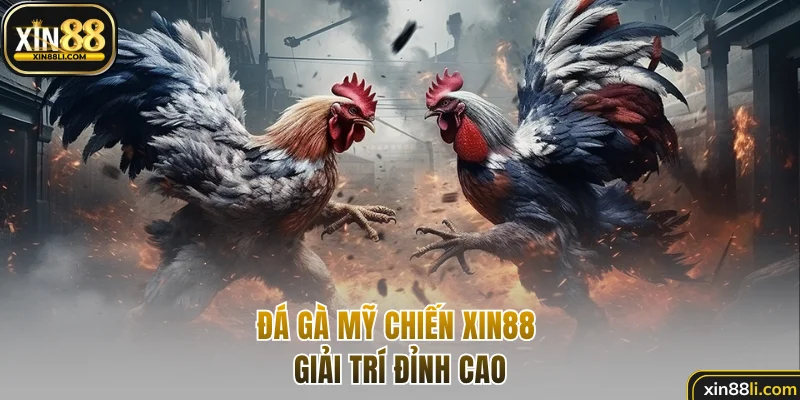 Đá gà Mỹ chiến Xin88 giải trí đỉnh cao