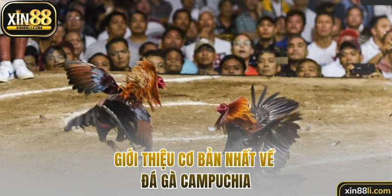 Giới thiệu cơ bản nhất về đá gà Campuchia