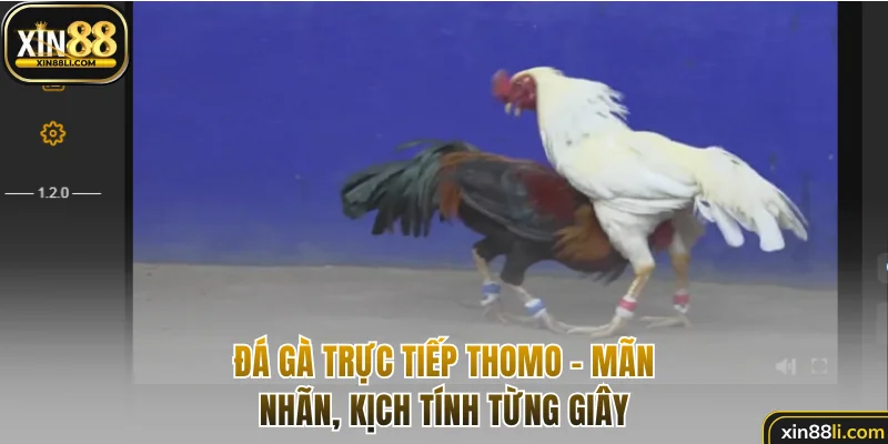Hấp dẫn từng giây với đá gà trực tiếp Thomo