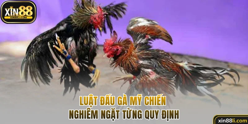 Luật đấu gà Mỹ chiến nghiêm ngặt từng quy định
